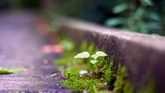 Macro nature moss Plants ground focused