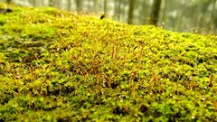 Macro nature moss water drops