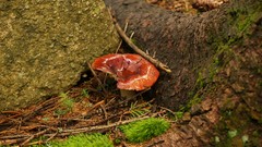 Macro nature mushrooms