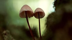 Macro nature mushrooms