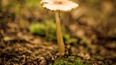 Macro nature mushrooms
