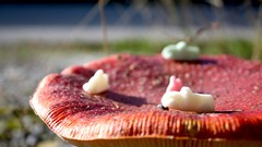 Macro nature mushrooms Candies