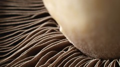 Macro nature mushrooms close-up