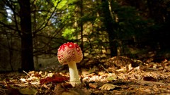 Macro nature mushrooms forests