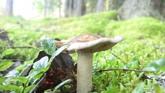 Macro nature mushrooms fungus Finland forests deviantart