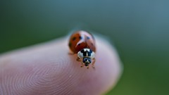 Macro nature Nikon ladybirds
