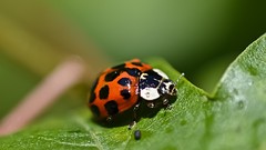Macro nature Nikon ladybirds