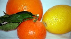 Macro nature oranges fruits