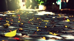 Macro nature pavement paths fallen leaves