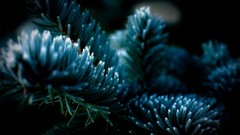 Macro nature pine trees