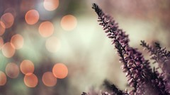 Macro nature Plants bokeh