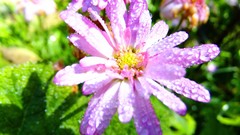 Macro nature Plants close-up pink flowers water drops sunlight