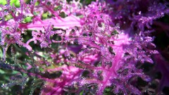 Macro nature Plants close-up water drops