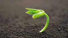 Macro nature Plants crocus soil depth of field