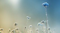 Macro nature Plants depth of field