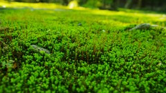 Macro nature Plants depth of field
