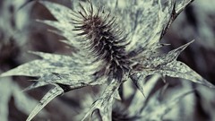 Macro nature Plants depth of field