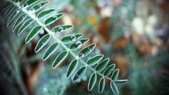 Macro nature Plants Ferns water drops