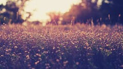 macro nature Plants landscape outdoors Flowers