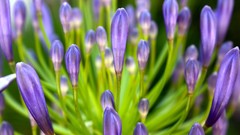 Macro nature Plants purple flowers crocus