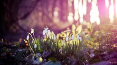Macro nature Plants snowdrops white flowers ground forests