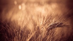 Macro nature Plants spikelets bokeh depth of field