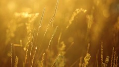 Macro nature Plants spikelets sunlight depth of field
