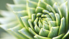 macro nature Plants Succulent Green