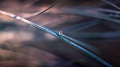 Macro nature Plants water drops