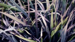 Macro nature Plants water drops succulents