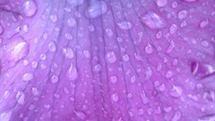 Macro nature purple flowers water drops