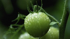Macro nature rain tomatoes water drops raindrops