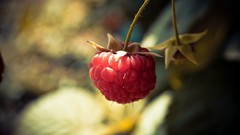 Macro nature red fruits raspberries depth of field