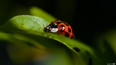 Macro nature red love spring insects Nikon ladybirds