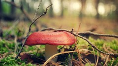 Macro nature red mushrooms Plants