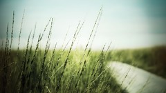 Macro nature roads skies