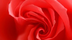 Macro nature roses red flowers