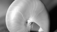 Macro nature seashells