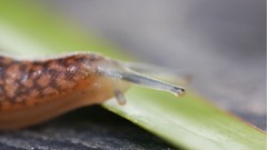 Macro nature snails leaf molluscs