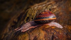 Macro nature snails molluscs