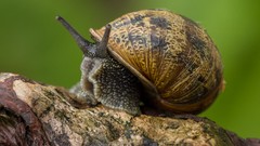 Macro nature snails mollusks molluscs