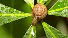 Macro nature snails water drops depth of field molluscs