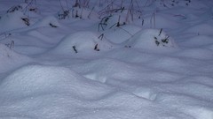 Macro nature snow ground