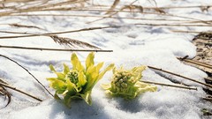 Macro nature snow winter