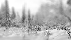 Macro nature snow winter forests