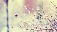 Macro nature snow winter Plants bokeh