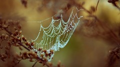 Macro nature spider webs