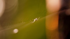 Macro nature spiders