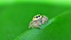 Macro nature spiders close-up insects arachnids jumping spider