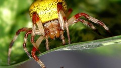 Macro nature spiders insects
